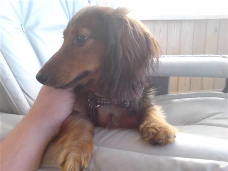 Miniature gravhund Turbo billede 12