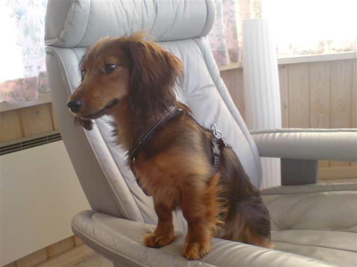 Miniature gravhund Turbo billede 13