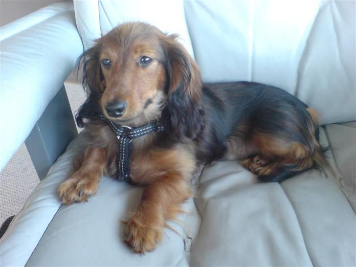 Miniature gravhund Turbo billede 14