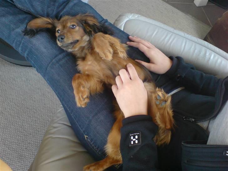 Miniature gravhund Turbo - aahhh hvor er det dejligt at blive nusset billede 15