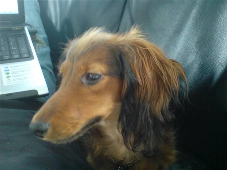 Miniature gravhund Turbo billede 16