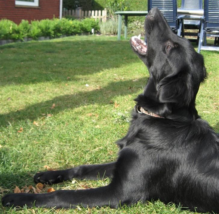 Blanding af racer Bonzo R.I.P :'( - <NYT>*Bonzo griber en godbid og ser FARLIG ud ;$ billede 7