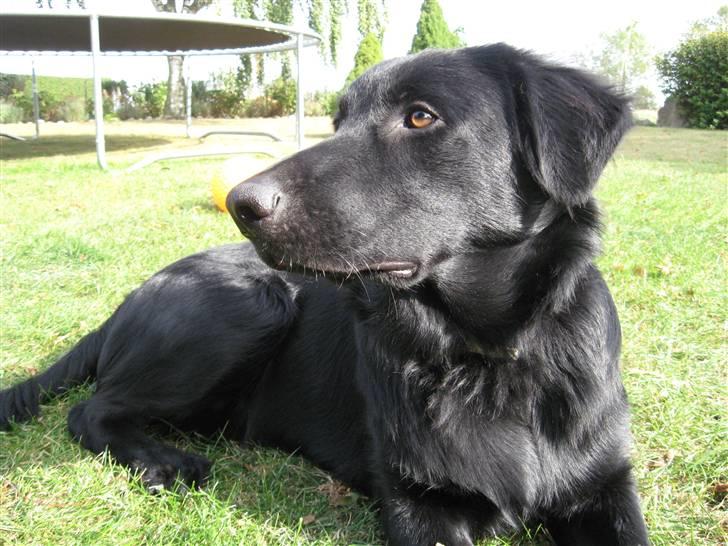 Blanding af racer Bonzo R.I.P :'( - <NYT>* Bonzo chiller lidt igen ;D billede 8