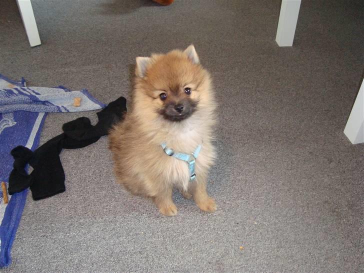 Pomeranian Theo billede 3