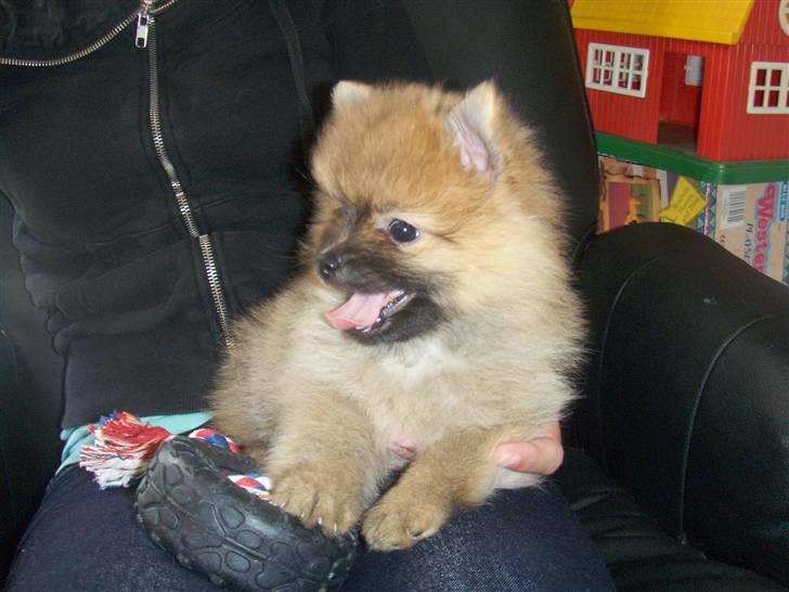 Pomeranian Theo billede 4