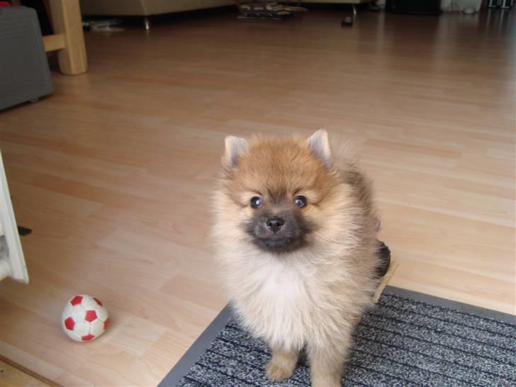 Pomeranian Theo billede 5