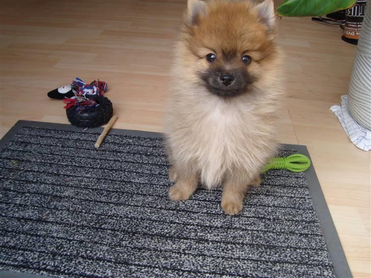 Pomeranian Theo billede 6