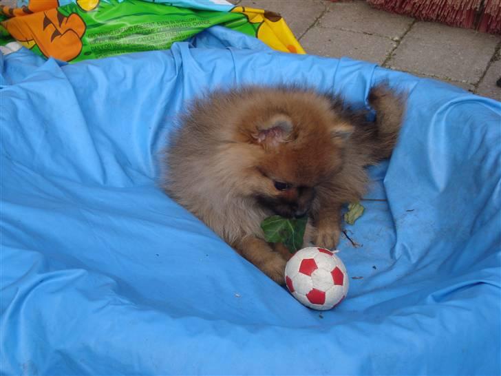 Pomeranian Theo billede 7