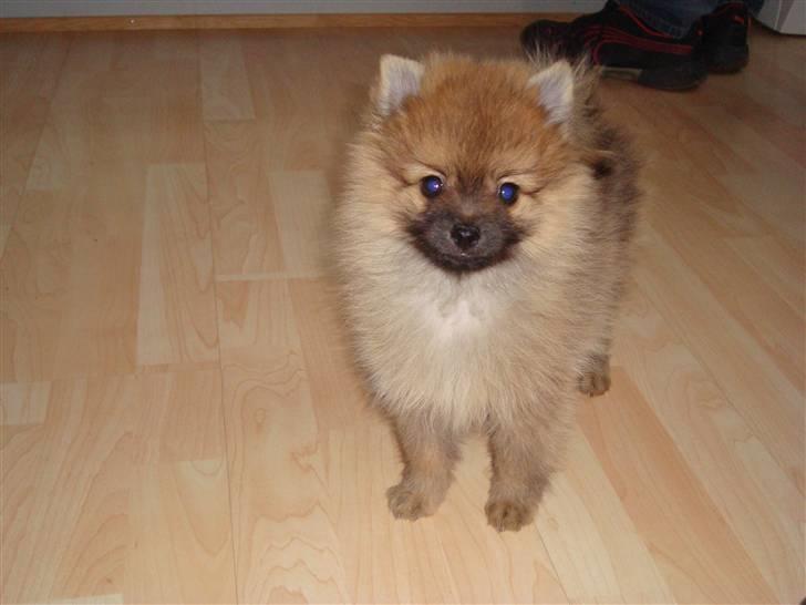 Pomeranian Theo billede 8