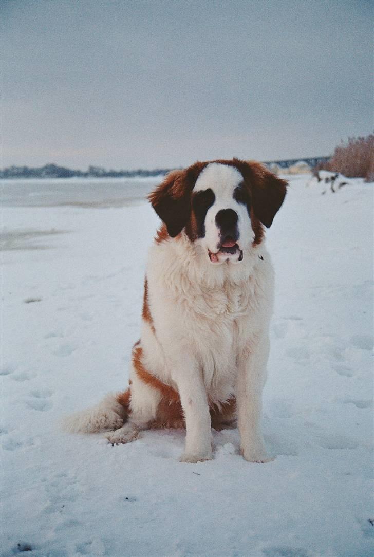 Sankt bernhardshund Samson * MIN MORS* - Velkommen til Samson´s profil :) billede 1