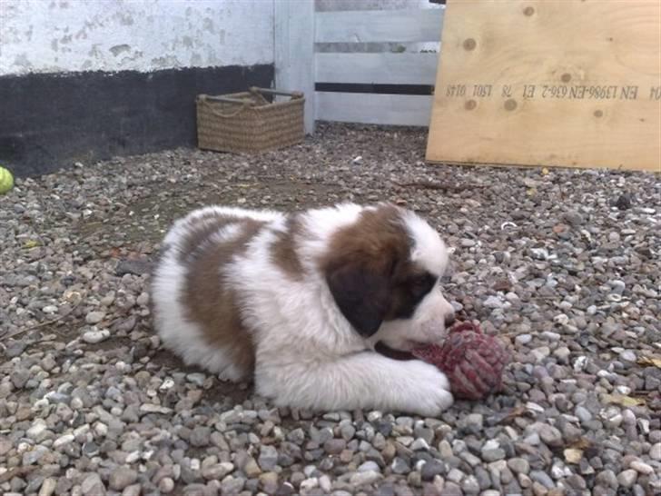 Sankt bernhardshund Samson * MIN MORS* billede 2