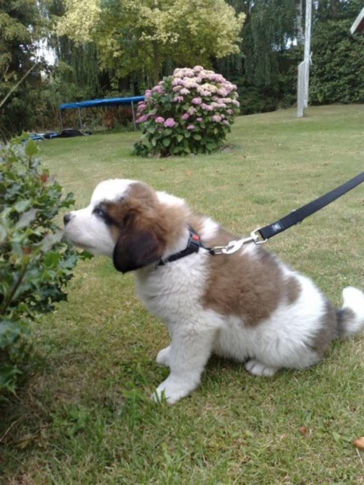 Sankt bernhardshund Samson * MIN MORS* billede 3