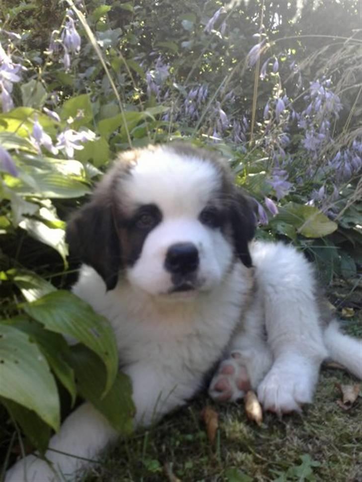 Sankt bernhardshund Samson * MIN MORS* billede 4