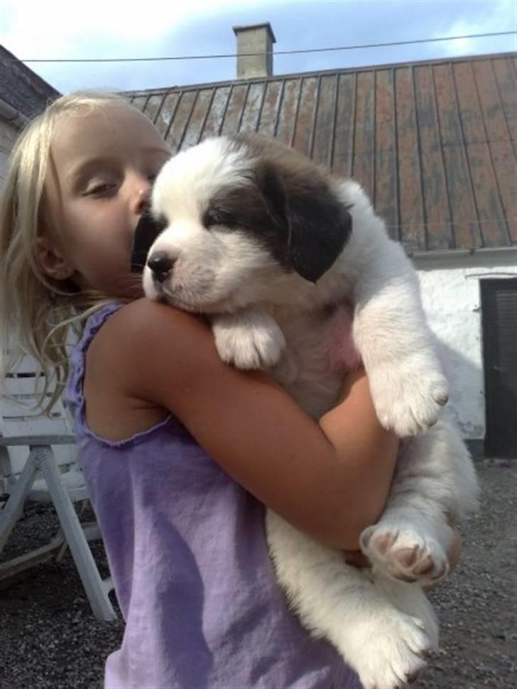 Sankt bernhardshund Samson * MIN MORS* - Amalie og samson:) billede 5