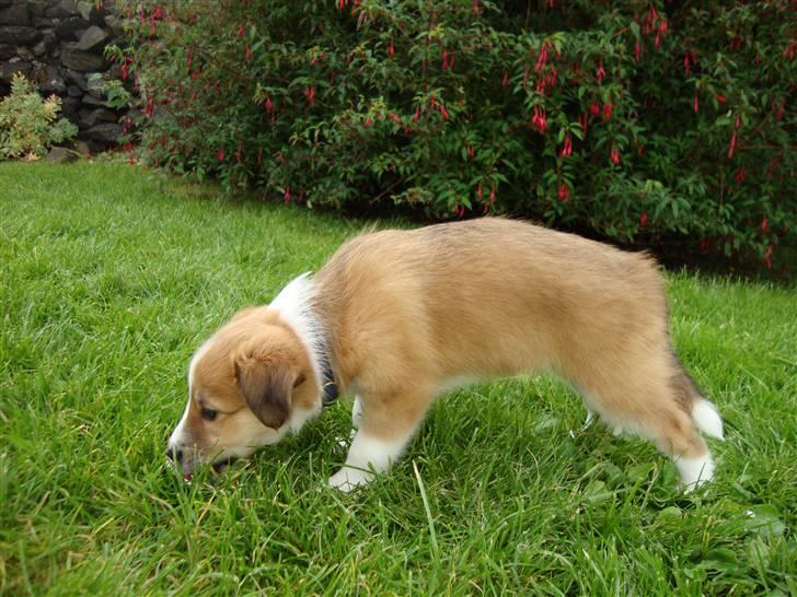 Blanding af racer Laci billede 8