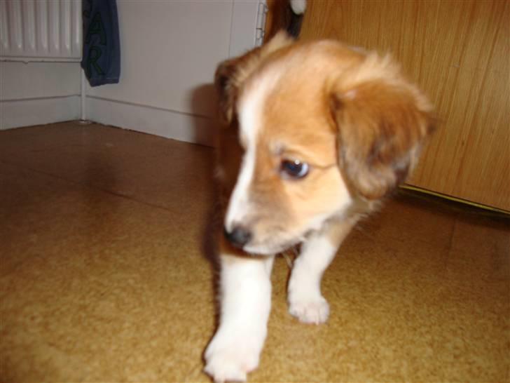 Blanding af racer Laci billede 9