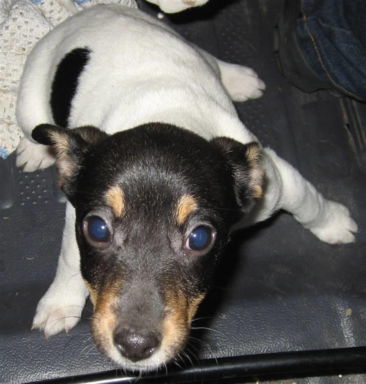 Dansk svensk gaardhund Carla - På vej hjem til min nye familie 18-1-07 billede 6