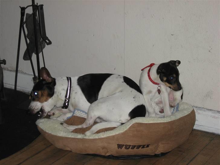 Dansk svensk gaardhund Carla - Bedste vennen og far til hvalpene. billede 7