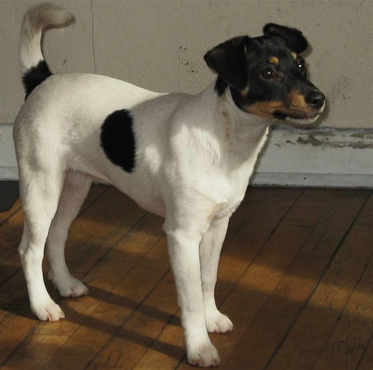 Dansk svensk gaardhund Carla - Ung og slank! billede 8