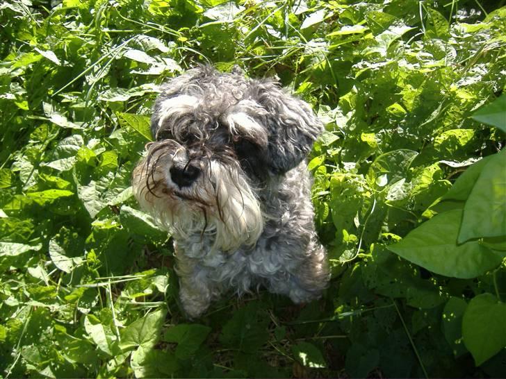 Dvaergschnauzer Thorkild - Elsker dig så meget :D billede 11