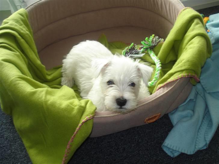 West highland white terrier max billede 1