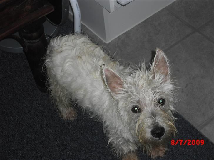 West highland white terrier max - ja jeg har lige været ude og lege :-) billede 2