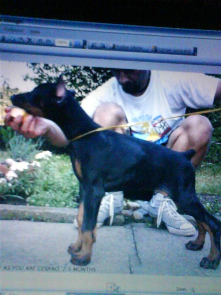 Dobermann Come as you are Cesano billede 1