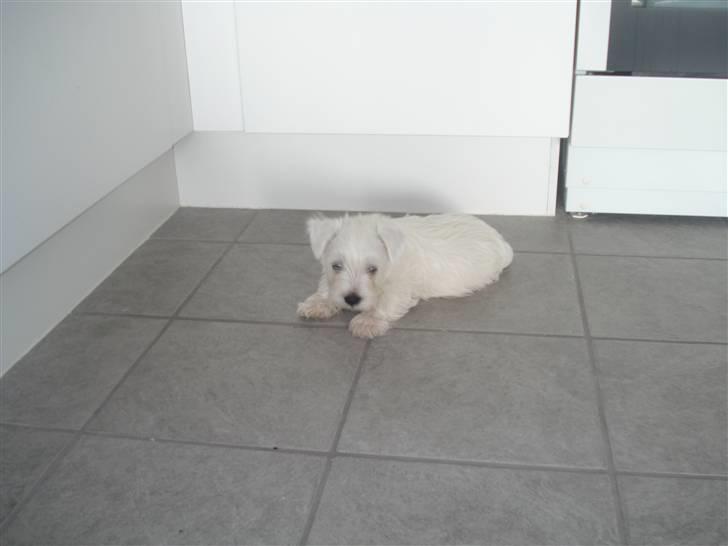 West highland white terrier max - det er så dejligt at ligge på det kolde gulv billede 3