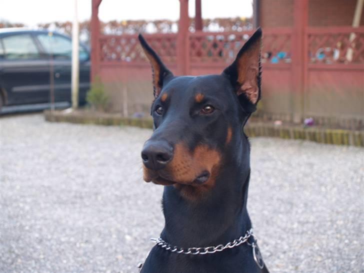 Dobermann Come as you are Cesano billede 2