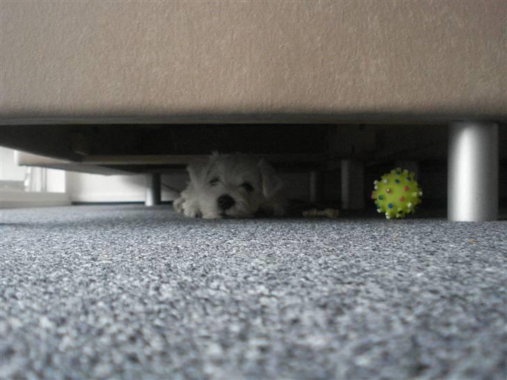 West highland white terrier max - ja jeg ligger lige og kigge ud fra mit gemme sted det er dejligt trygt herinde billede 4