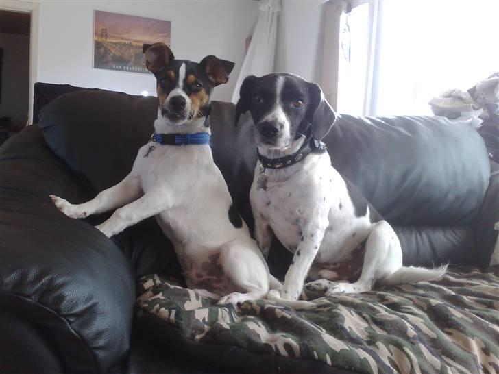 Dansk svensk gaardhund Bandit billede 16