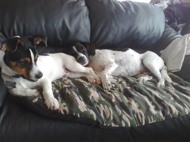 Dansk svensk gaardhund Smooky billede 12