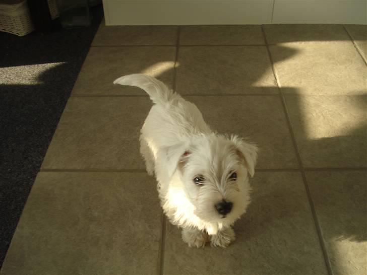 West highland white terrier max billede 5