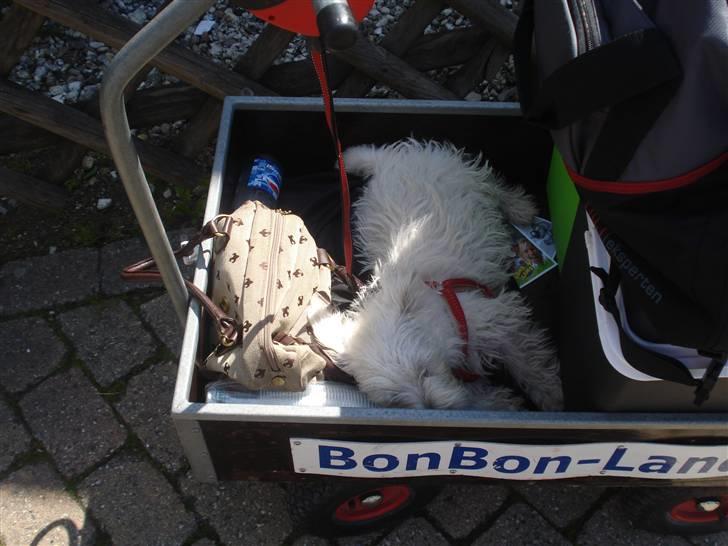 West highland white terrier max - jeg ligger og putte i trækvogne i bong bong land billede 6