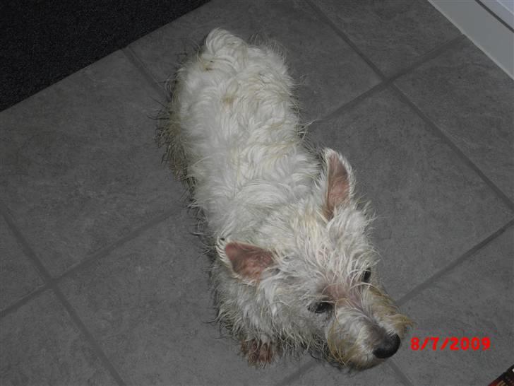 West highland white terrier max - et billede mere af hvor jeg har været ude og lege billede 7