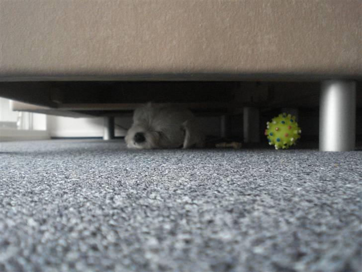 West highland white terrier max - elsker at ligge og sove i min lille tryge hule billede 8