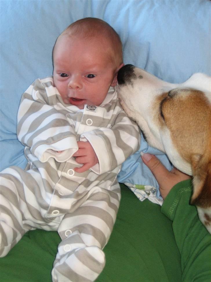 Blanding af racer Bimle - Bimle undersøger lige, om der skulle være ørevoks :o) billede 14