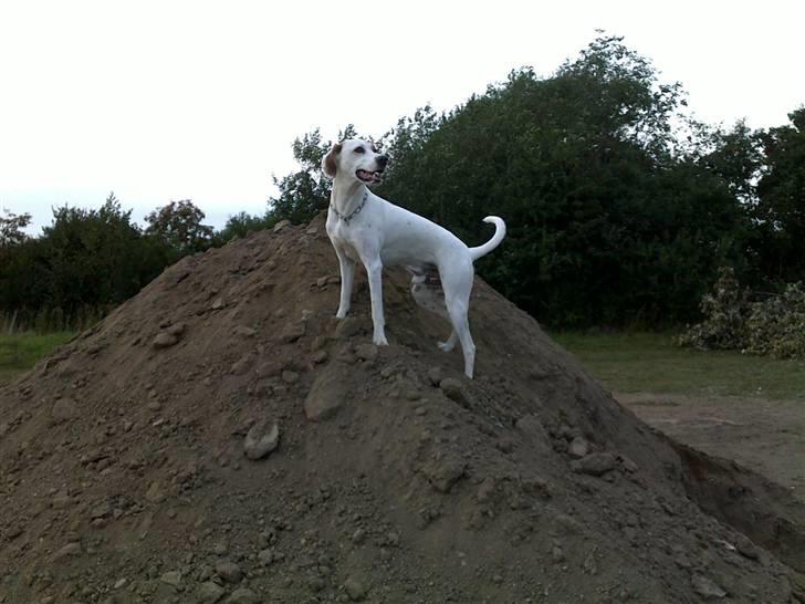 Blanding af racer Bimle - Det er hårdt at spurte op og ned af den vold billede 15