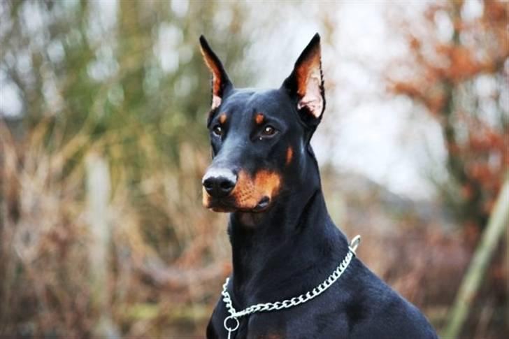 Dobermann Come as you are Cesano billede 3