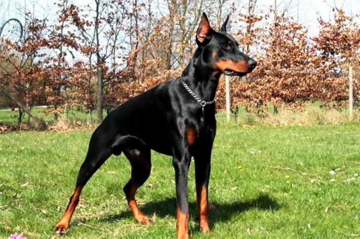 Dobermann Come as you are Cesano billede 4