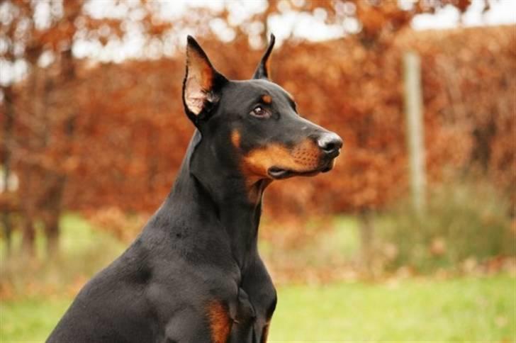 Dobermann Come as you are Cesano billede 5
