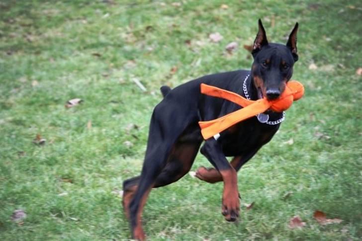 Dobermann Come as you are Cesano billede 6