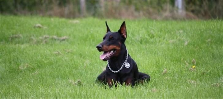 Dobermann Come as you are Cesano billede 7