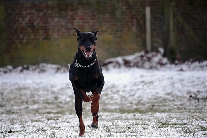 Dobermann Come as you are Cesano billede 9