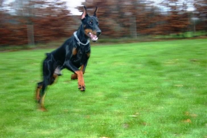 Dobermann Come as you are Cesano billede 10