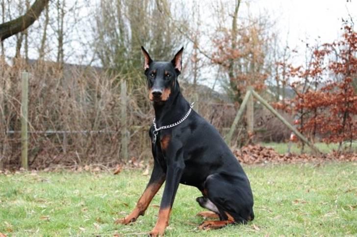 Dobermann Come as you are Cesano billede 11