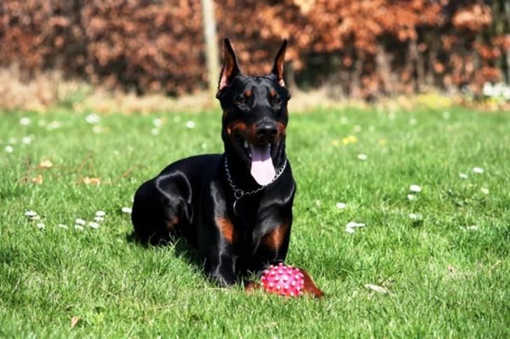 Dobermann Come as you are Cesano billede 12