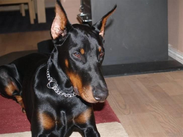 Dobermann Come as you are Cesano billede 13