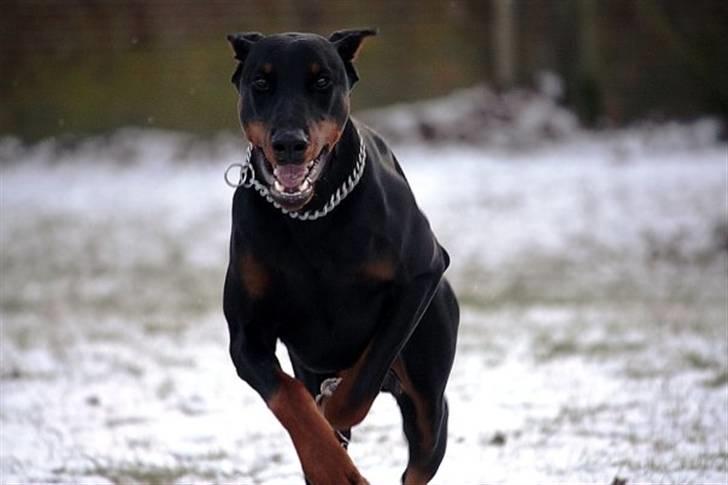 Dobermann Come as you are Cesano billede 14