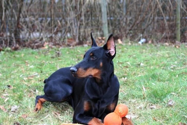 Dobermann Come as you are Cesano billede 15